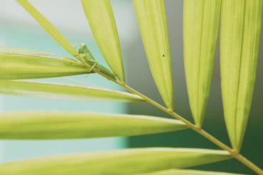 Effects of toxicity in the body